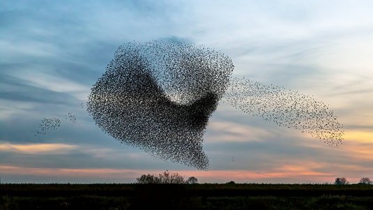 Ein riesiger Vogelschwarm formt ein Muster am dämmernden Himmel.