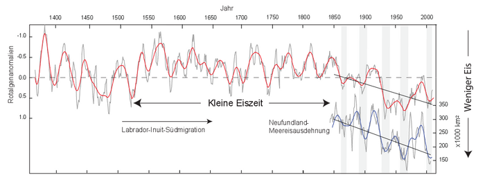 Rotalgen-Anomalien und Meereisbedeckung