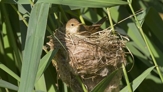 Ein Vogel in seinem Nest