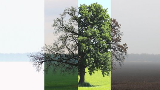 Die Aufnahme zeigt einen Baum auf einer Wiese. Das Foto ist viergeteilt und zeigt den Baum jeweils zu einer anderen Jahreszeit.