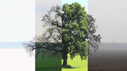 Die Aufnahme zeigt einen Baum auf einer Wiese. Das Foto ist viergeteilt und zeigt den Baum jeweils zu einer anderen Jahreszeit.