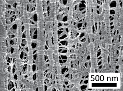 Mikroskopaufnahme des Kühlgewebes, die eine stark verästelte Nanostruktur zeigt