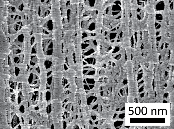 Mikroskopaufnahme des Kühlgewebes, die eine stark verästelte Nanostruktur zeigt