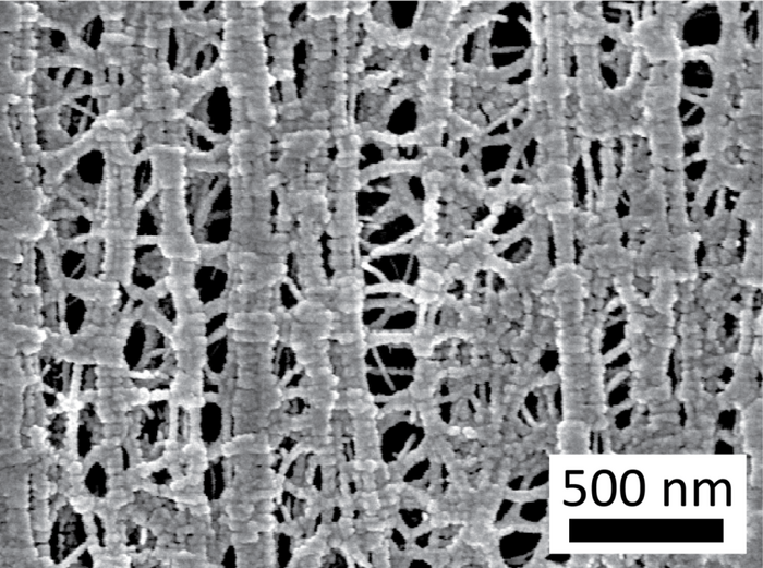 Kühlgewebe unter dem Mikroskop Mikroskopaufnahme des Kühlgewebes, die eine stark verästelte Nanostruktur zeigt
