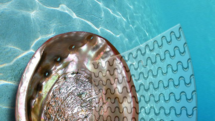 Muschelschale mit Perlmuttschimmer vor türkisblauem Wasser, davon ausgehend wellenförmige Linien.