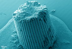 Mikroskopaufnahme eines abgebrochenen Seeigelstachels, in dem zylinderförmigen Stumpf ist eine feine, vielschichtige Struktur zu erkennen.