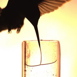 Dunkler Schemen eines Kolibris, der seine lange Zunge in ein Glas mit Flüssigkeit streckt.