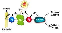 Schematischer Ablauf der künstlichen Photosynthese, der die verschiedenen Komponenten der Zelle zeigt. Rechts ein Biomasse Substrat, dass Elektronen an ein Relay-Element weitergibt. Dieses gibt die Elektronen an das Photosystem I weiter auf das durch eine Sonne dargestellt Licht fällt. Dieses gibt Elektronen an ein weiteres Relay-Element weiter, das wiederum die Elektronen an eine Elektrode weitergibt, wo Strom abgegriffen werden kann.