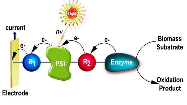 Verschiedene schematische Komponenten einer photobioelektrochemischen Zelle.