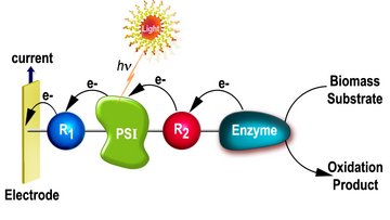 Verschiedene schematische Komponenten einer photobioelektrochemischen Zelle.