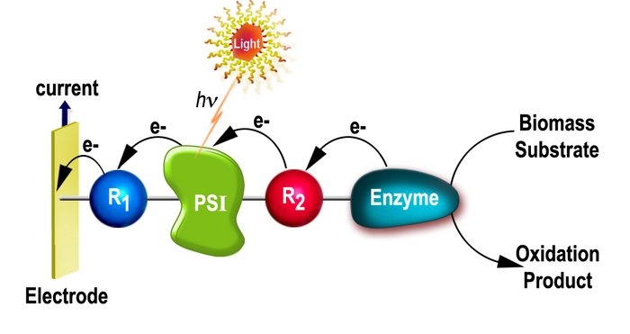 Schematischer Ablauf der künstlichen Photosynthese, der die verschiedenen Komponenten der Zelle zeigt. Rechts ein Biomasse Substrat, dass Elektronen an ein Relay-Element weitergibt. Dieses gibt die Elektronen an das Photosystem I weiter auf das durch eine Sonne dargestellt Licht fällt. Dieses gibt Elektronen an ein weiteres Relay-Element weiter, das wiederum die Elektronen an eine Elektrode weitergibt, wo Strom abgegriffen werden kann.