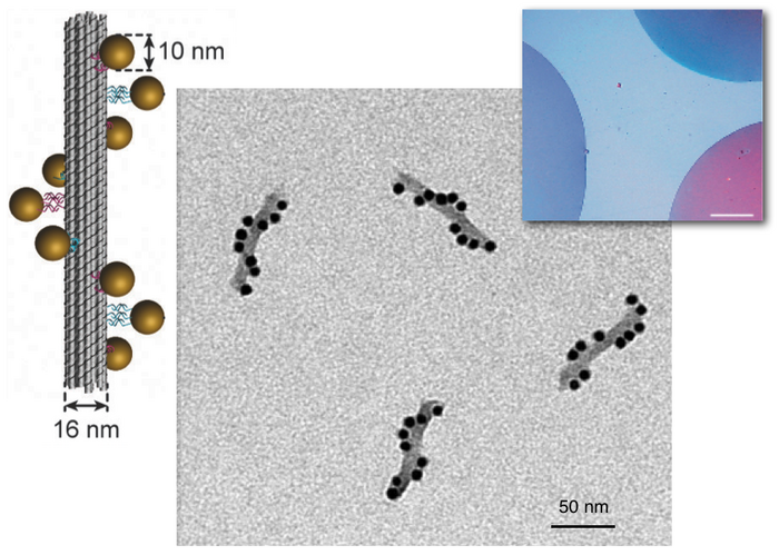 Aufbau der Nanostrukturen: DNA-Stränge mit Goldpartikeln Goldpartikel sind in Helixform um einen zentralen Strang angeordnet.