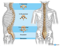 Illustration eines Skeletts für den Torso eines  Menschen, sowohl von der Seite als auch von hinten dargestellt. Die Wirbelsäule ist jeweils hervorgehoben. 