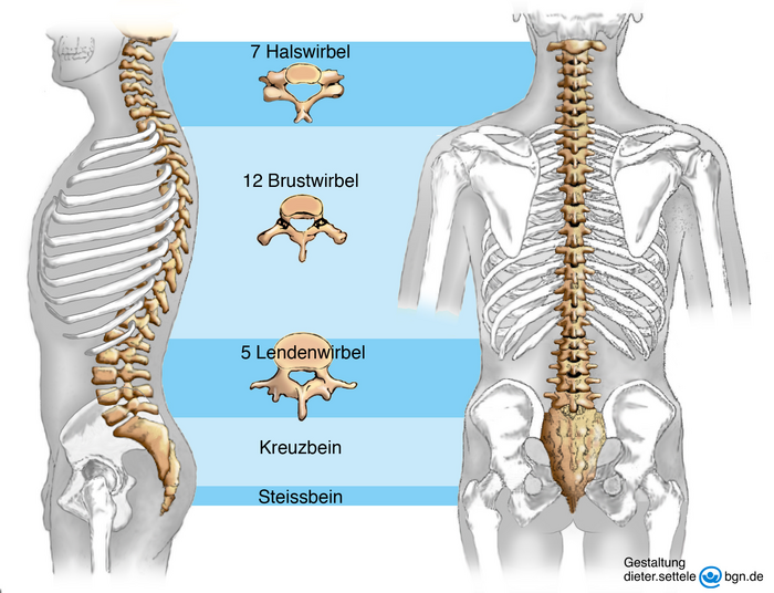 Illustration eines Skeletts für den Torso eines  Menschen, sowohl von der Seite als auch von hinten dargestellt. Die Wirbelsäule ist jeweils hervorgehoben.