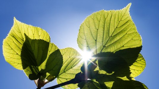 Grüne Lindenblätter vor blauem Himmel; zwischen ihnen scheint die Sonne hervor