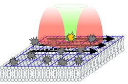 Schematische Darstellung der Membran als Schicht, auf der sternförmige Punkte liegen. Darüber ist das Licht aus dem Mikroskopkopf dargestellt, ein innerer, grüner Bereich trifft auf einen einzelnen Punkt, der gelb eingefärbt ist. Der äußere, rote Bereich des Lichtkegels trifft auf umliegende Punkte, die genau wie die anderen Punkte grau sind. Pfeile zeigen die Richtung an, in der das Mikroskop die Schicht abrastert.