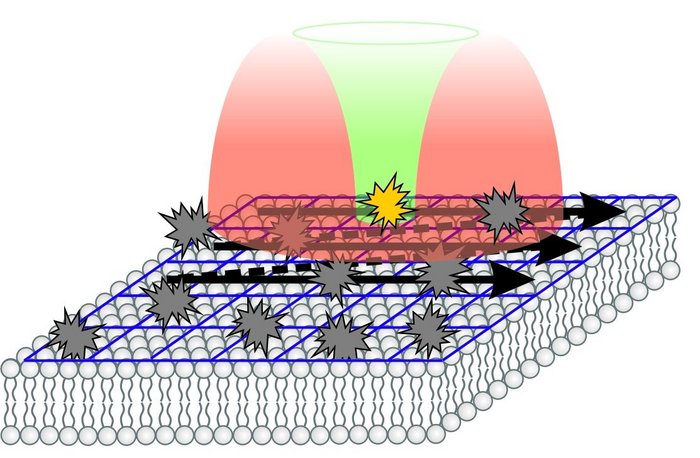 Schematische Darstellung der Membran als Schicht, auf der sternförmige Punkte liegen. Darüber ist das Licht aus dem Mikroskopkopf dargestellt, ein innerer, grüner Bereich trifft auf einen einzelnen Punkt, der gelb eingefärbt ist. Der äußere, rote Bereich des Lichtkegels trifft auf umliegende Punkte, die genau wie die anderen Punkte grau sind. Pfeile zeigen die Richtung an, in der das Mikroskop die Schicht abrastert.