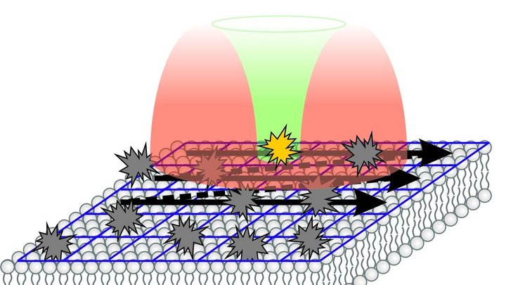 Schematische Darstellung, wie der Lichtstrahl des Mikroskops auf die Zellmembran trifft.