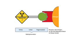 Skizze des Radiopharmakons aus drei Teilen, das an ein Zielorgan andockt. Das radioaktive Isotop ist mit dem Zeichen für Radioaktivität und der Zahl 7 versehen. Danach folgt ein länglicher Linker, der das Isotop mit dem Trägermolekül verbindet. Die Struktur an der anderen Seite des Trägermoleküls ist so beschaffen, dass sie genau in die Struktur des Rezeptors passt, der auf dem Zielorgan sitzt.