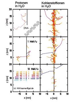 Sechs Bilder in zwei mal drei Anordnung, links jeweils Protonen inWasser, rechts Kohlenstoff-Ionen in Wasser; Einheiten immer z in Nanometern, Werte 0-20, gegen x in Nanometern, Werte -10 bis +10 aufgetragen. Erstes Bildpaar, für DNA-Helix: links dünne violette, wirr verlaufende Zickzackspur von links nach mittig oben, rechts senkrecht mittig verlaufendes dickes Bündel aus roten, gelben, violetten Spuren, seitlich etwas ausfransend. Zweites Bildpaar, Angabe 1MeV/u: links wieder dünne Zackenspur, diesmal auch gelb/rot dabei, eher waagerecht; rechts wie eben, zentral etwas dünner, einzelne violette Linie von Mitte links nach oben rechts. Drittes Bildpaar, links Angabe der Farbzuordnung zu Energiewerten, von gelb = 10-30 eV bis dunkelblau = 500-1000 eV und hellblau über 1000 eV; rechts ähnliche Linie wie zuvor, nur mittig deutlich dünner.