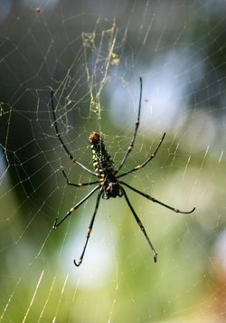 Schwarze Spinne mit gelben Flecken sitzt in ihrem Netz.