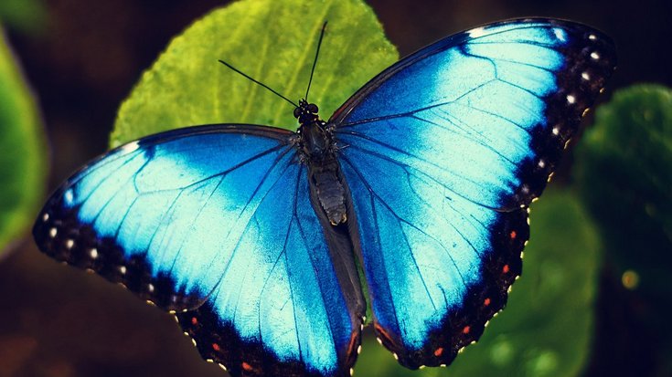 Blauer Schmetterling