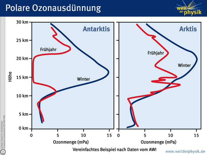 Vergleich der jahreszeitabhängigen Ozonkonzentration in Arktis und Antarktis. Im Frühjahr, wenn die Lichteinstrahlung auf die Erde wieder zunimmt, kommt es in den Polargebieten zu einem starken Absinken der Ozonkonzentration. Dieses Absinken ist in der Antarktis stärker als in der Arktis, man spricht dort von einem Ozonloch, wobei man das schwächere Phänomen am Nordpol als Ozonausdünnung bezeichnet. Der Grund für diese unterschiedliche Ozonzersetzung ist deren Temperaturabhängigkeit. In der Antarktis herrschen länger tiefere Temperaturen in der Stratosphäre. Das führt zu einer Aktivierung von Chlor zu hochreaktiven Chlorradikalen. Diese Radikale katalysieren unter Einfluss von UV-Strahlung die Spaltung des Ozons.