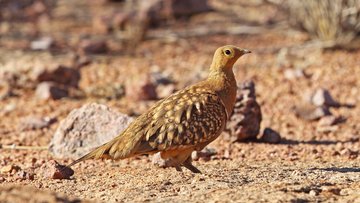 Hellbraunes Huhn in einer trockenen, felsigen Umgebung