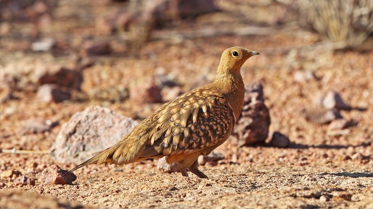 Hellbraunes Huhn in einer trockenen, felsigen Umgebung