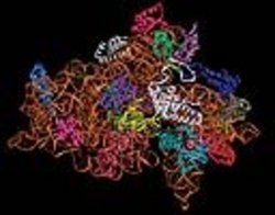 Gefaltete Proteinstrukturen