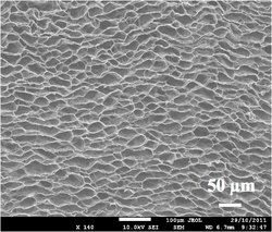 Mikroskopbild in schwarz-weiß, auf dem eine Fläche aus unregelmäßig geformten Waben zu sehen ist.