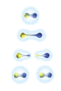 Die Grafik ist in vier Teile geteilt: Im ersten sind zwei Kugeln, eine blau, eine gelb, dicht beieinander zu sehen. Im zweiten und dritten Schritt werden die Kugeln auseinander gezogen. Im vierten Schritt sind die ursprünglichen beiden Kugeln getrennt aber sofort Teil eines neuen Paares in dem zur gelben Kugel wieder eine blaue und umgekehrt hinzugefügt wird.