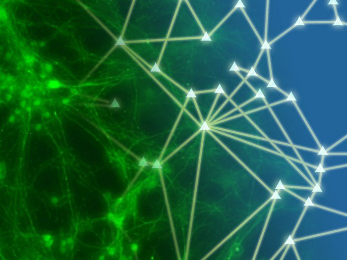 Grün fluoreszierend zeichnen sich die Nervenzellen als Punkte vor dunklem Hintergrund ab, die durch filigrane  Verbindungen miteinander vernetzt sind. Das immitieren Wissenschaftler mit Netzwerkskizzen.