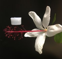 Das Bild zeigt eine Blüte auf der eine zylinderförmige Probe des Aerogels liegt.