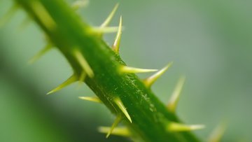 Vergrößerte Aufnahme eines Pfalnzenstängels mit Stacheln