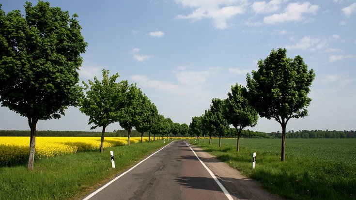 Biomasse Rapsfeld mit Straße