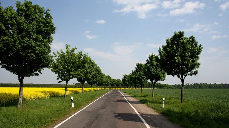 Rapsfeld mit Straße