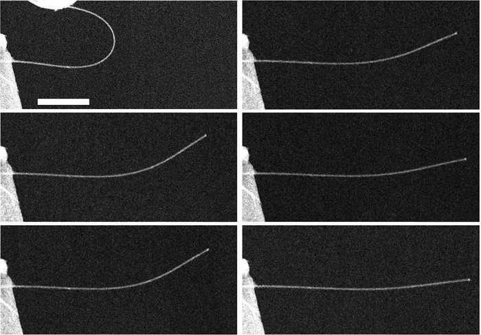 Nano-Stoßdämpfer Ein heller Streifen auf dunklem Grund in sechs Bildern, die zeigen, wie der Draht zuerst stark verformt ist und sich dann wieder gerade biegt.