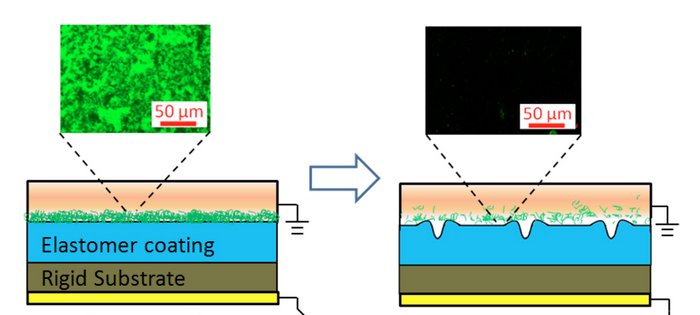 Prinzip der elektroaktiven Oberfläche Auf einer festen Oberfläche ist die elektrisch aktive Elastomerschicht angebracht. Darüber befindet sich ein Biofilm. Durch Anlegen einer Spannung verändert sich ihre Form. Auf der veränderten Oberfläche ist der Biofilm verschwunden.