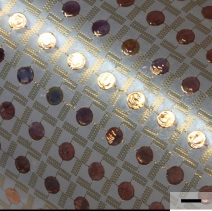 Batteriefolie Durchsichtige Folie, in die kupferfarbene, kreisrunde Blättchen eingebettet sind. Die Plättchen sind mit goldfarbenen Drähten verbunden. Die Zickzack-Anordnung der Drähte macht es möglich, die gesamte Struktur auseinanderzuziehen, ohne dass die Verbindungen aufbrechen.