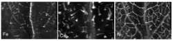 Abbildung in schwarz-weiß, Areale, die das jeweilige Element enthalten, heben sich hell vor dem dunklen Hintergrund ab. Es sind die Verästelungen der Blattadern zu erkennen.