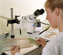 Foto. Frau im weißen Kittel vor Mikroskop. Unter dem Mikroskop Baumscheibe.