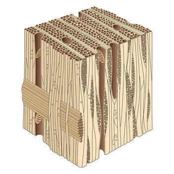 Holzquerschnitt in 3D: Der Block zeigt eng gepackte, lange Zellen und röhrenartige Strukturen. Oben sind viele kleine, runde Poren sichtbar, seitlich verlaufen lange Fasern.
