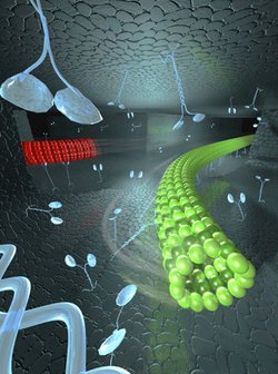 Mikrotubili in Nanokanälen