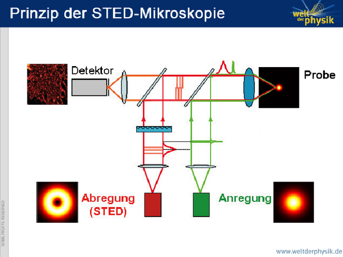 Die STED-Methode Grafik: Von unten wird Licht aus einem kreisförmigen kurzwelligen Anregungspuls und einem ringförmigen langwelligen Abregungspuls über zwei halbdurchlässige Spiegel und eine Linse auf die Probe gelenkt. Das Licht läuft von dort aus wieder zurück. Ein Detektor links registriert den Teil davon, der horizontal durch erwähnte Linse und Spiegel läuft.