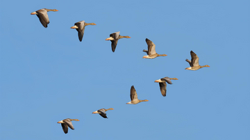 Das Foto zeigt einen Schwarm Vögel, die in Formation fliegen.