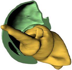 3D-Aufnahme des Käfergelenks, es besteht aus einer schraubenförmig-gedrehten Spitze, die durch ein Loch in der Gelenkpfanne ragt.