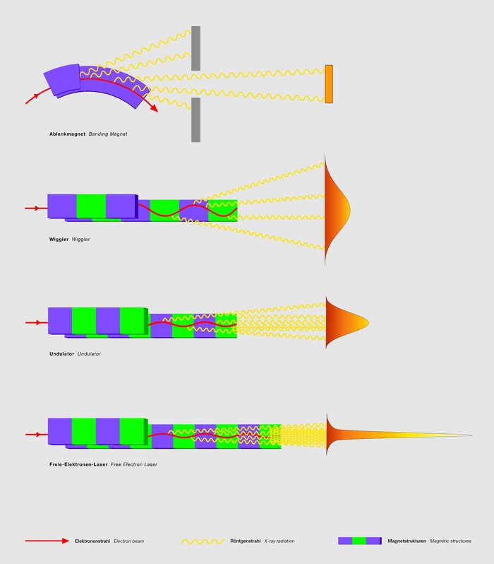 Verschiedene Magnetstrukturen zur Erzeugung von Synchrotronstrahlung Die Grafik zeigt verschiedene Magnetstrukturen, in denen geladene Teilchen Synchrotronstrahlung erzeugen. 1.: Im Ablenkmagneten eines Speicherrings geben die Teilchen tangential zur Flugrichtung Strahlung ab. 2. und 3.: Wiggler und Undulatoren sind periodisch hintereinander geschaltete Abfolgen von magnetischen Nord- und Südpolen, in denen die Teilchen auf Schlingerkurs gebracht werden. Die Strahlung wird hauptsächlich nach vorne in Flugrichtung abgegeben. Beim Wiggler ist sie schwächer, beim Undulator stärker gebündelt. 4.: In den Undulatoren von Freie-Elektronen-Lasern erzeugen die Teilchen extrem eng gebündelte Strahlung mit Lasereigenschaften.