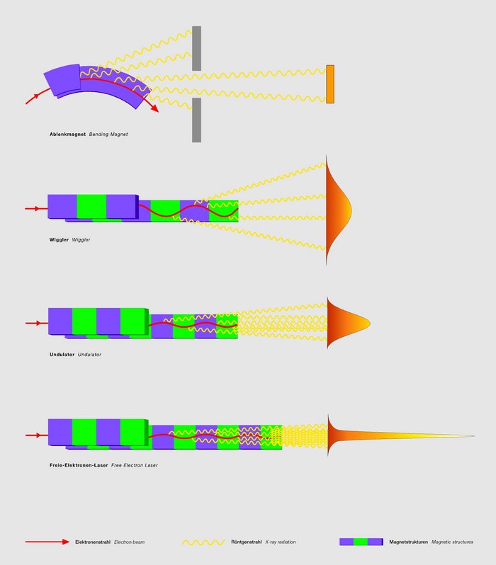 Die Grafik zeigt verschiedene Magnetstrukturen, in denen geladene Teilchen Synchrotronstrahlung erzeugen. 1.: Im Ablenkmagneten eines Speicherrings geben die Teilchen tangential zur Flugrichtung Strahlung ab. 2. und 3.: Wiggler und Undulatoren sind periodisch hintereinander geschaltete Abfolgen von magnetischen Nord- und Südpolen, in denen die Teilchen auf Schlingerkurs gebracht werden. Die Strahlung wird hauptsächlich nach vorne in Flugrichtung abgegeben. Beim Wiggler ist sie schwächer, beim Undulator stärker gebündelt. 4.: In den Undulatoren von Freie-Elektronen-Lasern erzeugen die Teilchen extrem eng gebündelte Strahlung mit Lasereigenschaften.