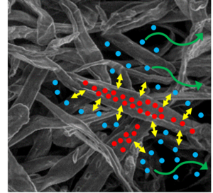 Stark vergrößerte Aufnahme von Fasern; im Inneren der Fasern sind rote Punkte angeordnet, außerhalb davon blaue Punkte; gelbe Pfeile zeigen eine Wechselwirkung an